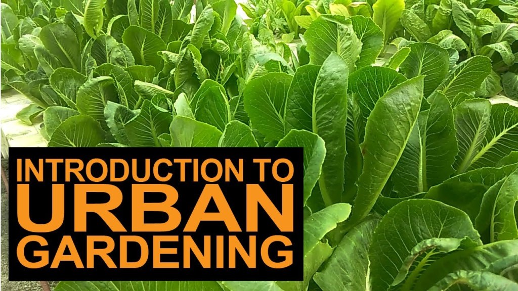 Picture of: Introduction To Urban Gardening