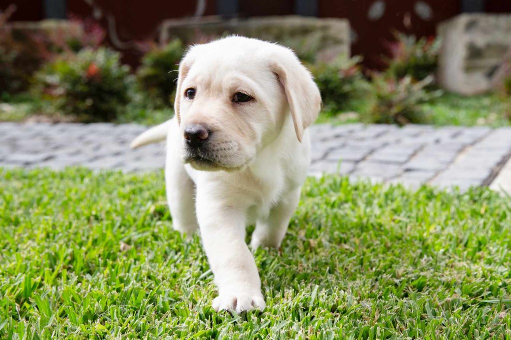 Picture of: The Best Landscaping Tips for Dog Owners