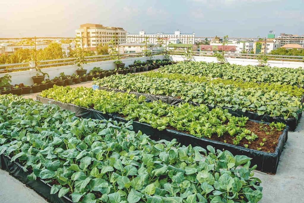 Picture of: The rise and benefits of urban farming – Geographical
