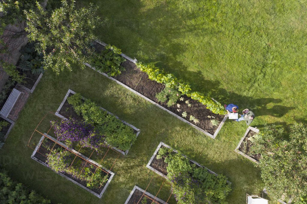 Picture of: View from above couple in lush vegetable garden with raised beds